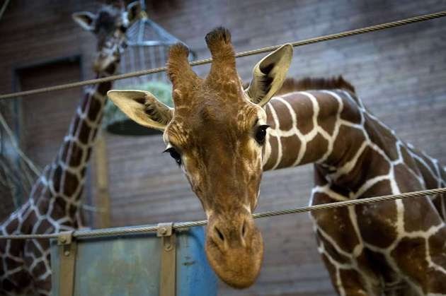  VIDEO Înfiorător. Un pui de girafă de la o grădină zoologică din Copenhaga a fost ucis şi disecat în faţa vizitatorilor