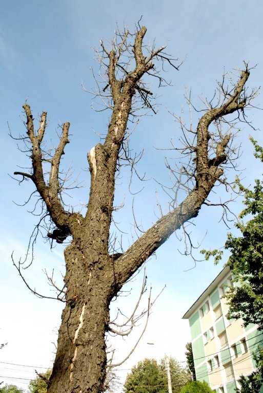  Arborii stradali ieşeni, poate cei mai chinuiţi copaci din România