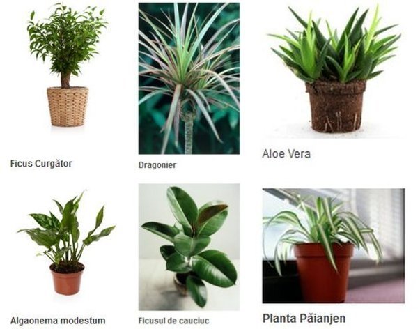  Plantele de apartament care purifică aerul