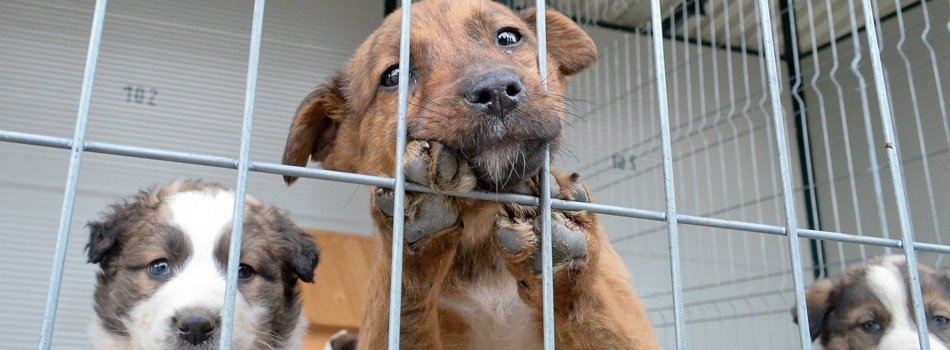  Ieşenii pot adopta câini de la noul padoc de la Tomeşti (FOTO)