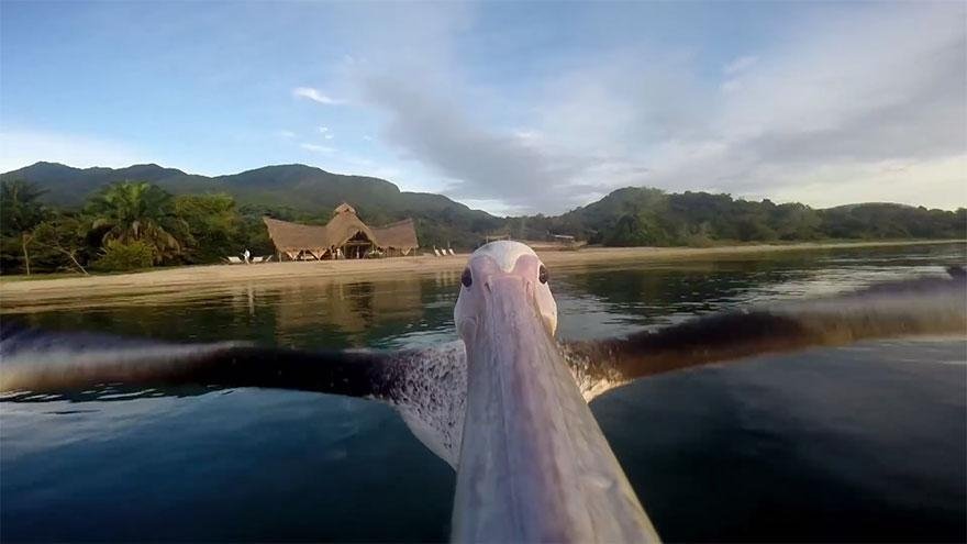  VIDEO Un pelican învaţă să zboare. Experienţa lui, o filmare spectaculoasă