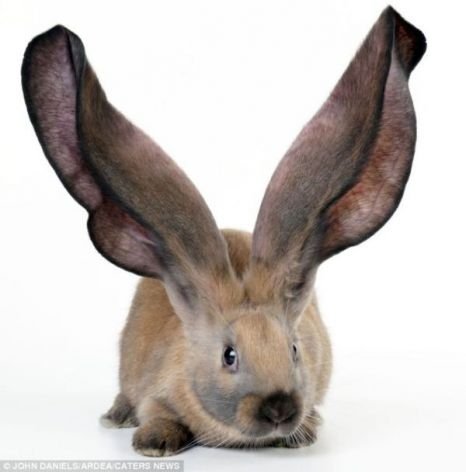  Iată iepurele cu urechi gigantice