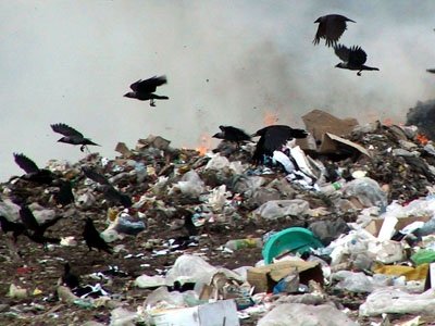  Firme din Panama, Italia, Germania şi Polonia se bat pentru gunoiul din Iaşi