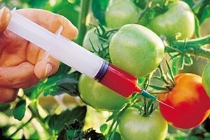  UE lasa la latitudinea statelor membre libertatea de a cultiva sau nu organisme modificate genetic