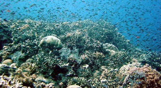  Marea Barieră de Corali: UNESCO a cerut Australiei să ofere garanţii de protecţie