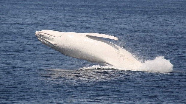  VIDEO Migaloo, balena alba, a revenit in largul coastelor Australiei