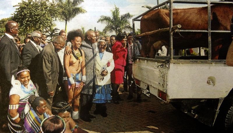  Cadourile directorului televiziunii publice din Africa de Sud: o femeie, o vaca si un vitel