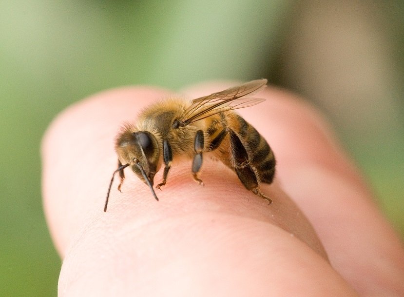  Bărbat mort la două ore după ce a fost înţepat de o albină la Iaşi