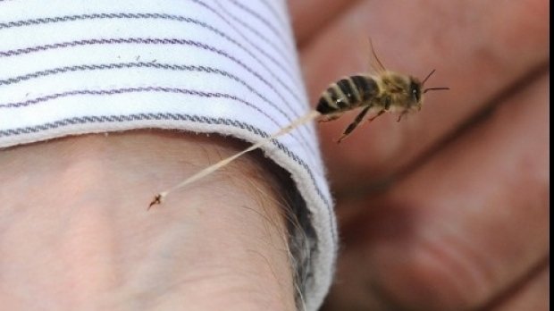  Ce facem dacă suntem înţepaţi de albine? 7 ieşeni au ajuns în spital în weekend