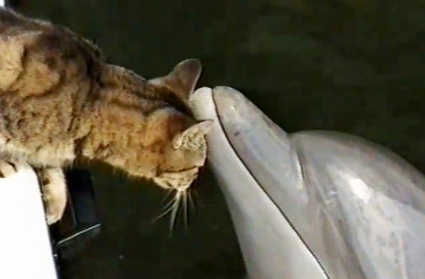  Un motănel şi câţiva delfini se joacă împreună (VIDEO)