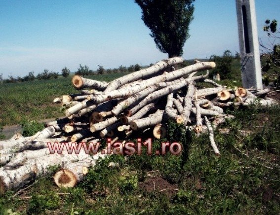  Primarul din Miroslava nu vrea copaci pe marginea drumului. „În alte ţări n-am văzut“