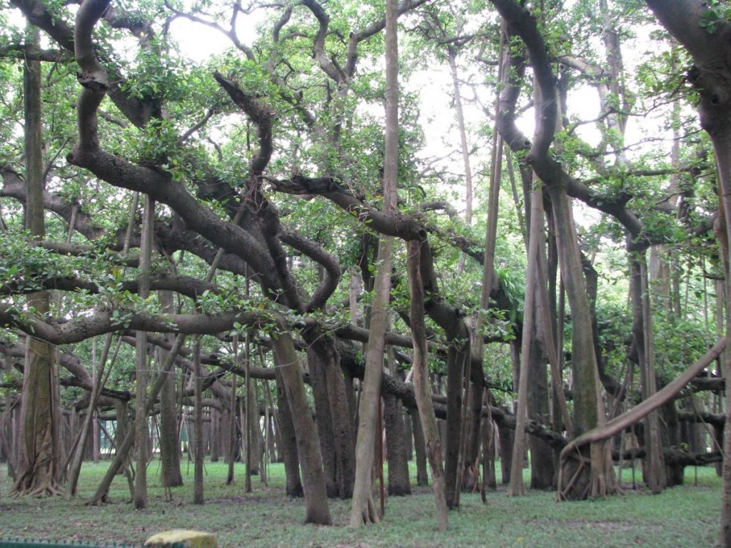 92577_70521_stiri_india-kolkata-great-banyan-tree-1