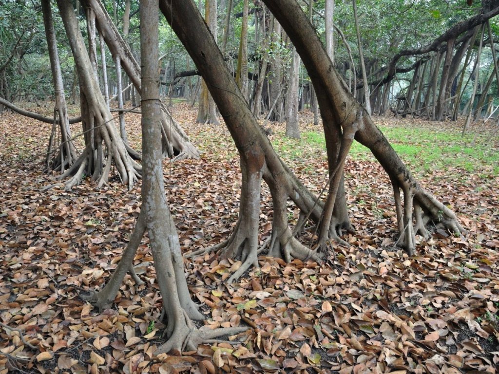  92578_70521_stiri_india-kolkata-great-banyan-tree-2