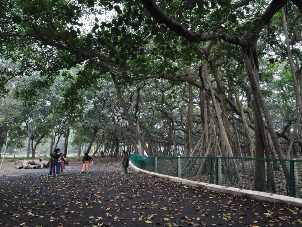  92579_70521_stiri_india-kolkata-great-banyan-tree