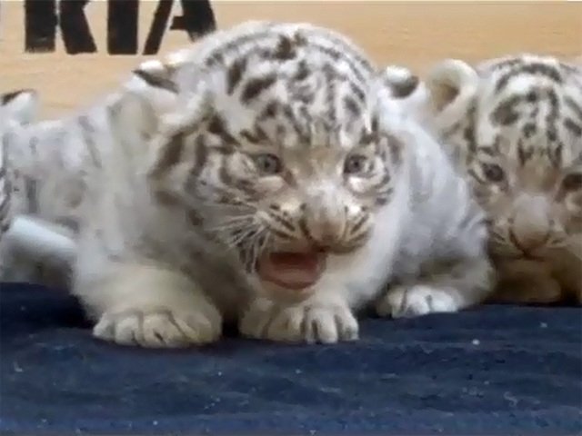  Îţi vor topi inima! Cinci pui de tigru alb, prezentaţi publicului la o lună de la naştere (VIDEO)