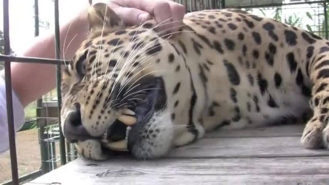  Cel mai alintat leopard din lume. Toarce zgomotos când este masat (VIDEO)