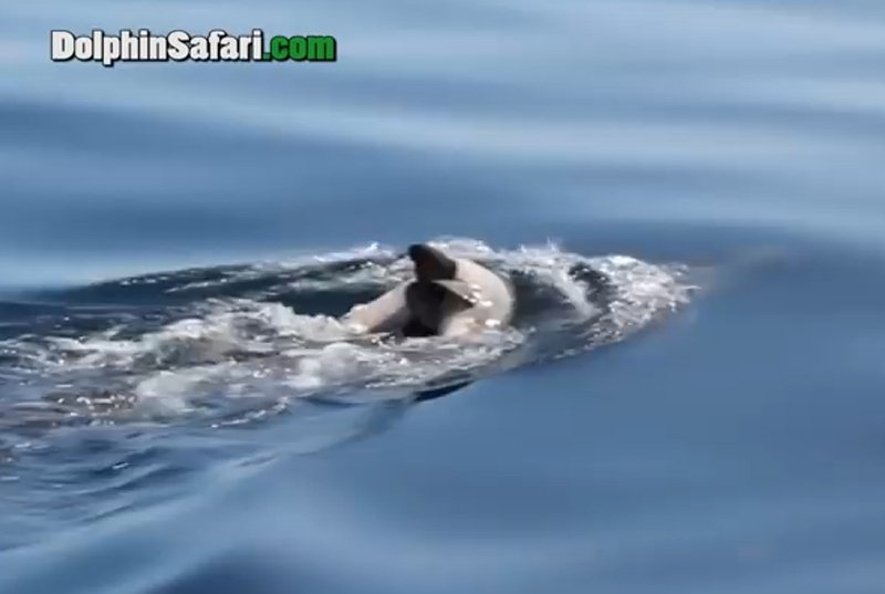  VIDEO Și delfinii simt durere: Trista procesiune funerară a unui pui de delfin mort