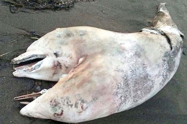  Anomaliile din natură: Un delfin cu doua capete, descoperit pe o plaja din Turcia