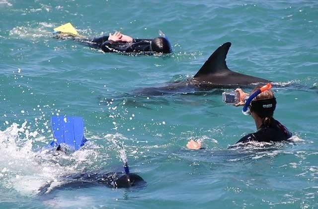  Un rechin albastru a generat panică pe o plajă din apropiere de Roma