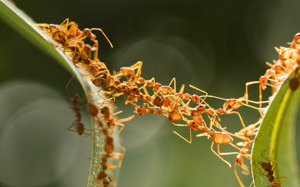  Studiu: Semnalele chimice ale furnicilor ar putea fi utilizate pentru alungarea căpuşelor