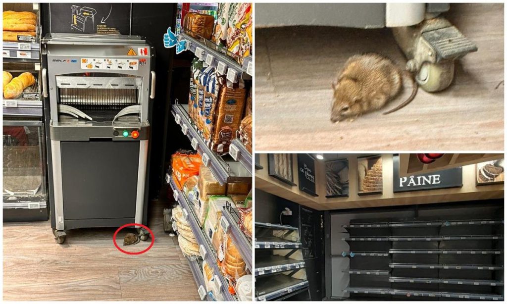  Un şobolan a fost surprins la “cumpărături” la Mega Image Domenii