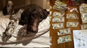  Un câine a mâncat mii de dolari. Cum și-a recuperat stăpânul o parte din bani