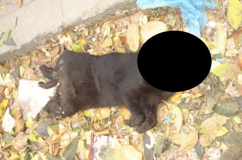  Un bărbat a decapitat o pisică de 7 luni. El a fost reţinut pentru 24 de ore