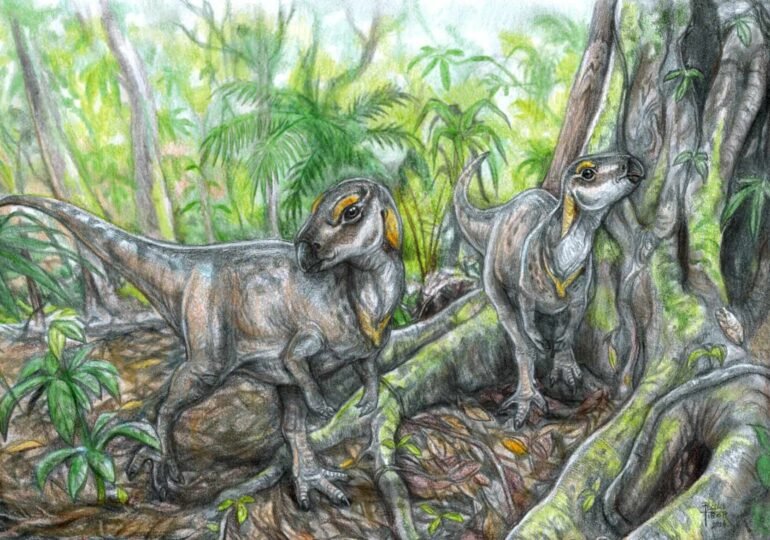  Noi fosile de dinozauri au fost descoperite în Bazinul Haţeg