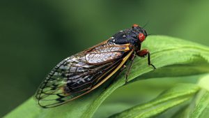 Cicadele din urmă cu 100 de milioane de ani erau insecte silenţioase