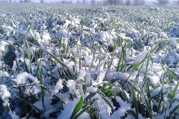  Nu toţi ieşenii sunt supăraţi pe zăpadă. E mană cerească pentru agricultori. Cum ajută plantele: “Este o plapumă extraordinară”
