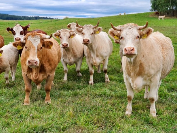  Cum se sifonau subvenţiile UE pentru agricultură până s-a introdus sistemul de tăguire a animalelor