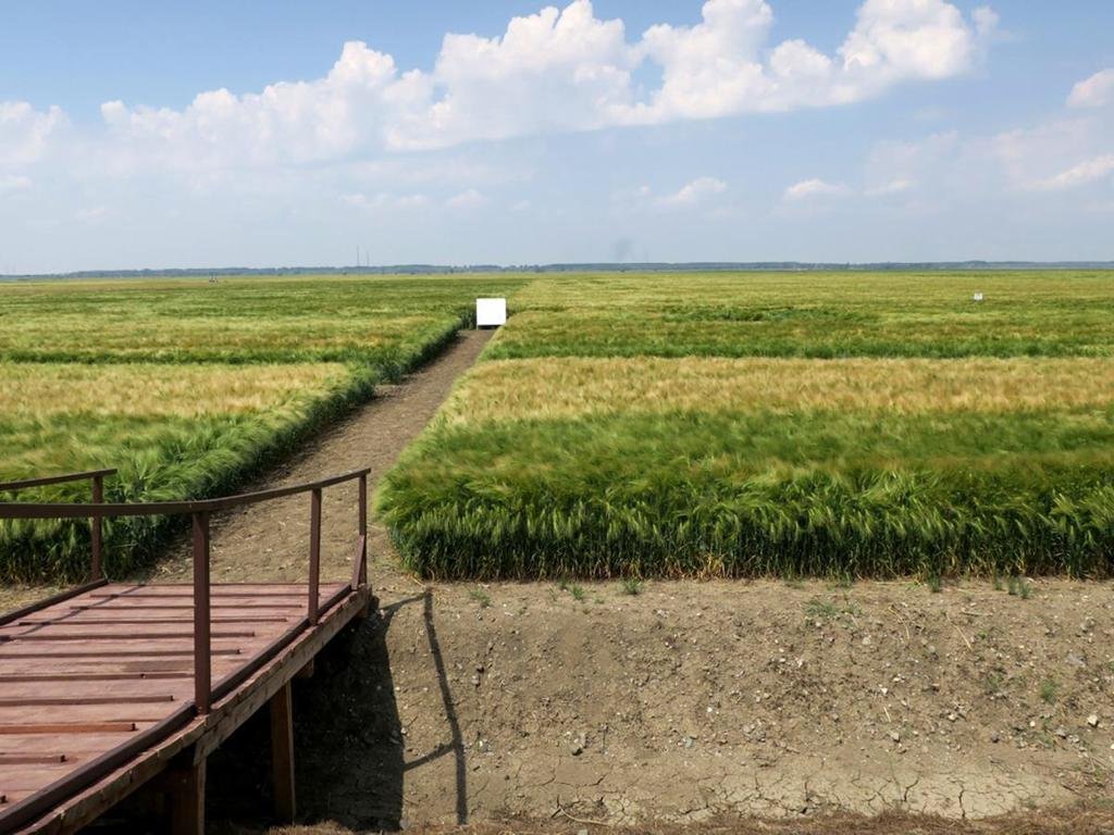  Un fermier ieşean care admistrează 800 de hectare: „vine marfă din Ucraina cu preţ mult mai mic şi cu calitate execrabilă”