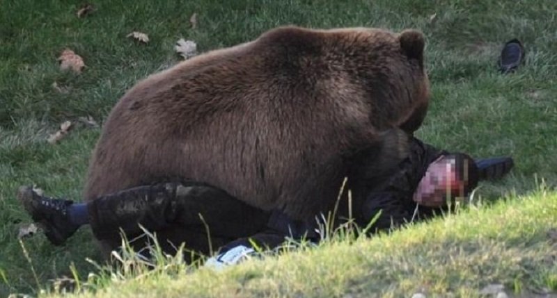  Cioban rănit de urs, la o stână din judeţul Sibiu