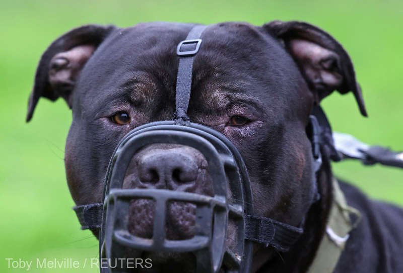  Deţinerea unui câine neînregistrat din rasa XL Bully va fi interzisă în Anglia