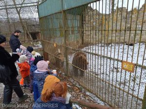 Urşii de la Grădina Zoologică din Târgu Mureş nu şi-au văzut umbra. Tradiţia spune că primăvara se apropie