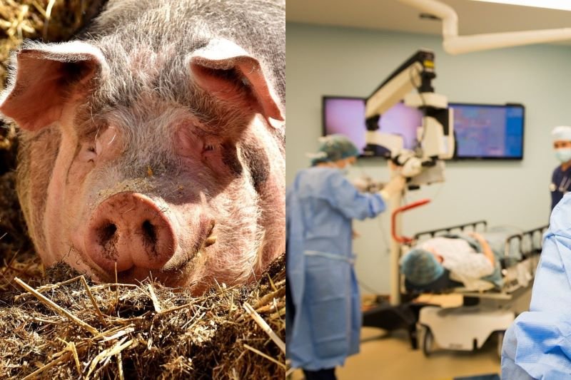  Transplantul de organe de la animal la om tot mai aproape?