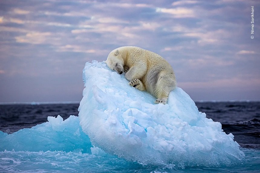  Cea mai frumoasă fotografie a anului: O imagine uimitoare a unui urs polar adormit pe un aisberg în derivă