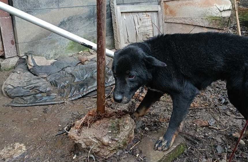  Câine ţinut legat de o ţeavă metalică, cu un lanţ de numai 50 de centimetri, fără apă şi hrană