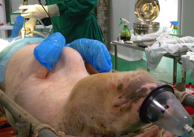  Japonia a clonat în premieră porci modificați genetic pentru transplanturi de organe la om