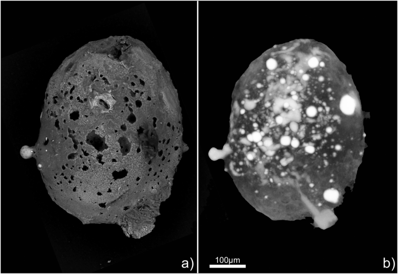  Unul dintre cei mai rari meteoriţi de pe Terra a fost descoperit în Italia