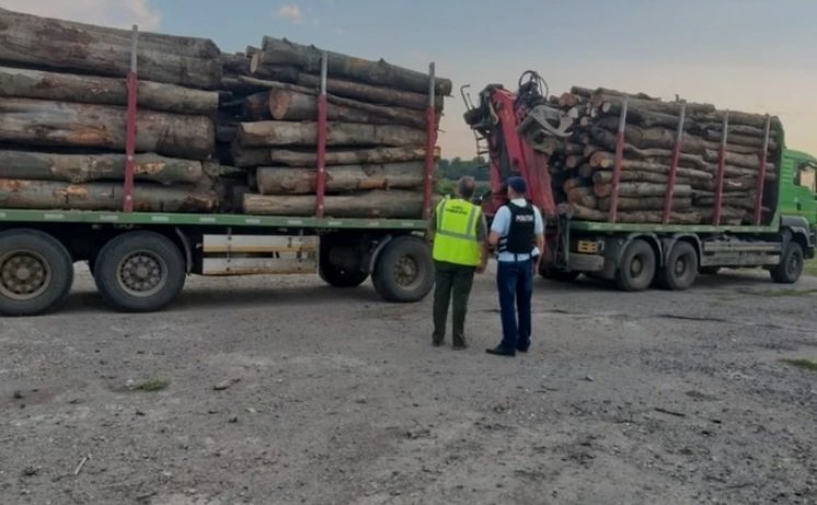  Pădurar pus să păzească pădurea, depistat cu 43 de transporturi ilegale de material lemnos