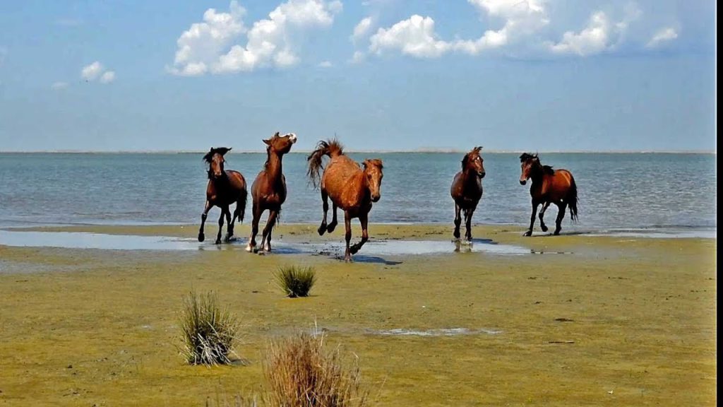  Acuzaţii dure: Caii sălbatici din Deltă, vânduţi pentru salam în Italia şi Franţa