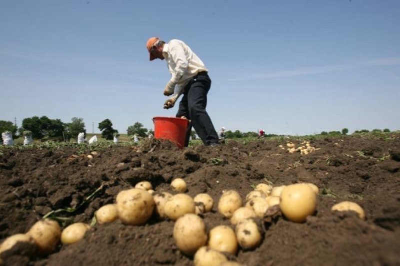  Executivul a aprobat o nouă schemă de ajutor de stat pentru susţinerea producţiei de cartofi