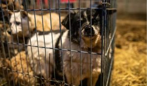 VIDEO Zeci de câini erau ţinuţi într-un adăpost improvizat situat în apropierea localităţii Câmpu lui Neag