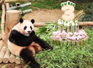 Sud-coreenii îşi iau rămas bun de la Fu Bao, un îndrăgit urs panda înainte de întoarcerea sa în China
