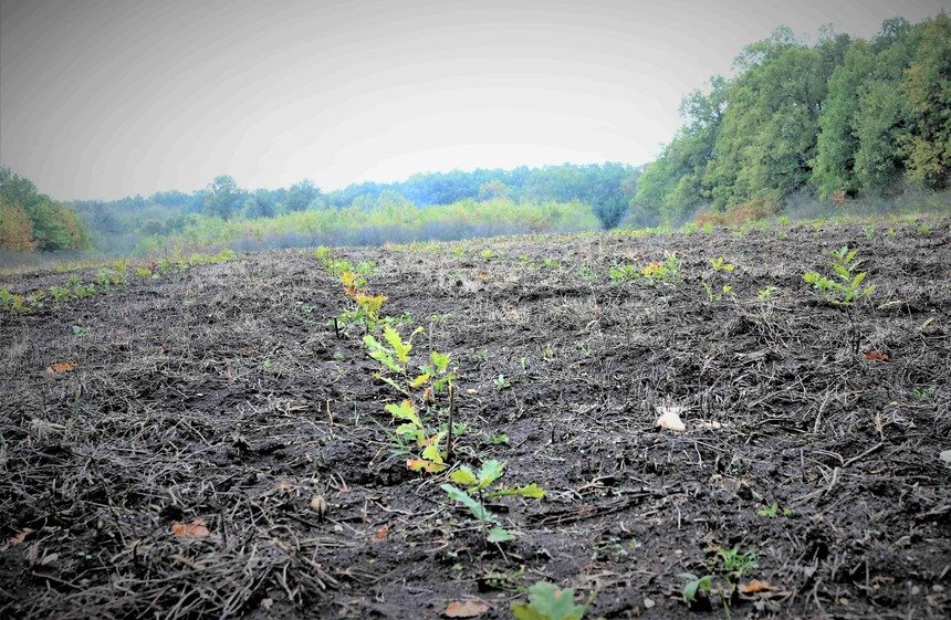  Circa 26 de milioane de puieţi vor fi plantaţi de Romsilva în acest an