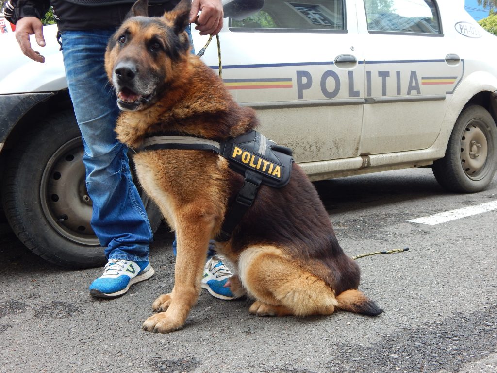  Poliţia Română scoate la concurs 60 de posturi de agent şi conductor de câini, inclusiv la Iaşi