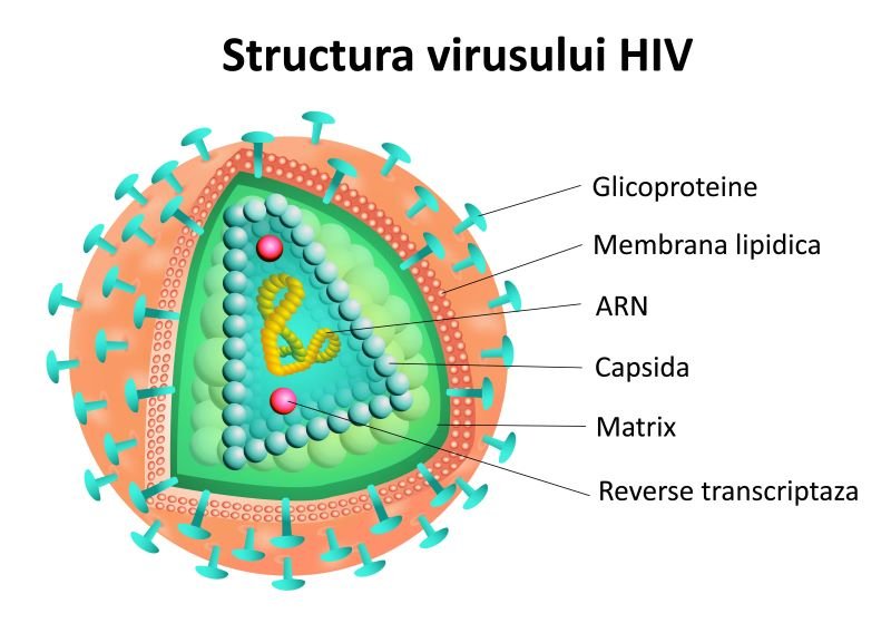  Virusul HIV a fost eliminat din celule, deocamdată, în laborator