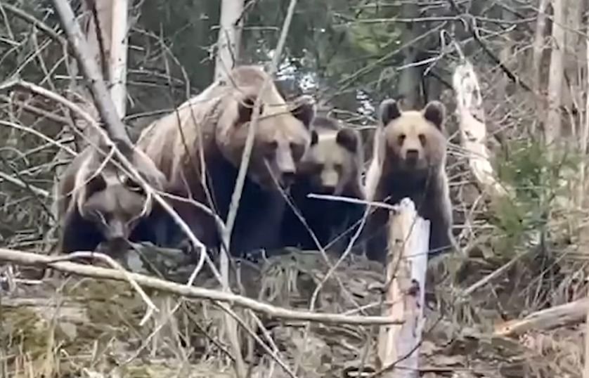  Imagini inedite într-o pădure din Suceava. Cum reacţionează o ursoaică cu trei pui când vede un pădurar – VIDEO