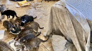 Cuplu de francezi condamnat pentru deținerea a 159 de pisici și 7 câini în apartament